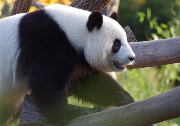 日本游客不舍告别 旅日大熊猫“香香”今天回家了！下午飞抵成都